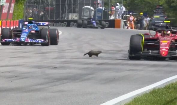 Groundhog at the Canadian GP